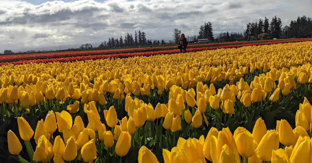 Z Portland Bilet wstępu na drewniane buty Tulip Farm Festival
