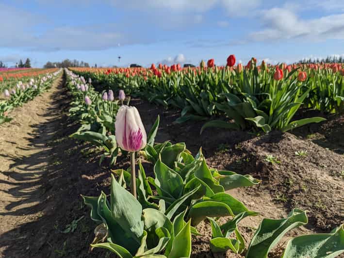 From Portland Wooden Shoe Tulip Farm Festival Entry Ticket GetYourGuide