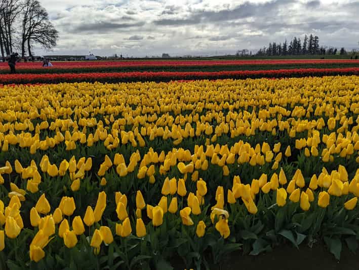 From Portland Wooden Shoe Tulip Farm Festival Entry Ticket GetYourGuide