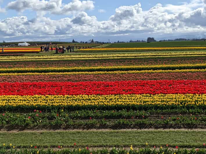 From Portland Wooden Shoe Tulip Farm Festival Entry Ticket GetYourGuide
