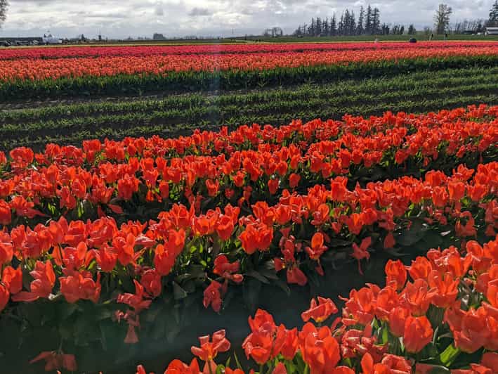 From Portland Wooden Shoe Tulip Farm Festival Entry Ticket GetYourGuide