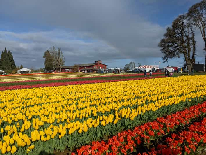 From Portland Wooden Shoe Tulip Farm Festival Entry Ticket GetYourGuide