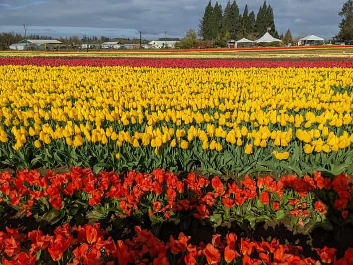 From Portland Wooden Shoe Tulip Farm Festival Entry Ticket GetYourGuide