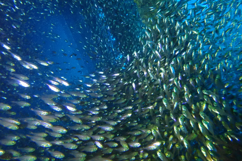 Tenerife: experiencia de clase privada de buceo en Costa Adeje