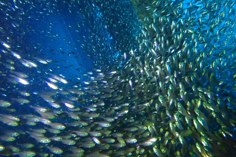 Tenerife: experiencia de clase privada de buceo en Costa Adeje