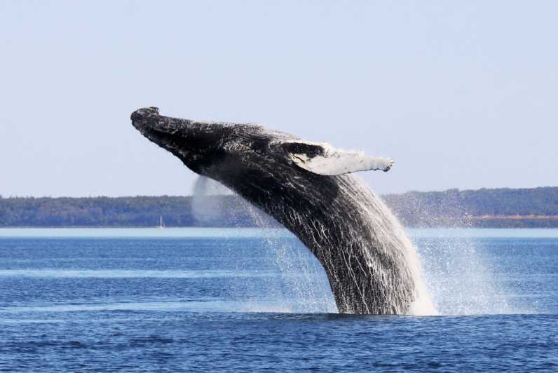 From Quebec City: Whale Watching Excursion Full-Day Trip