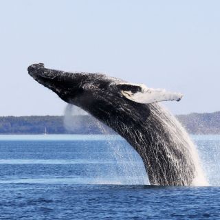 Quebec City: Whale Watching Excursion with Bus Transfer