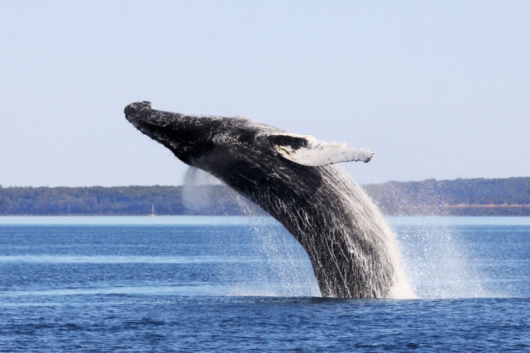 Quebec City: excursie walvissen spotten met bustransferZodiac: excursie walvissen spotten en bustransfer