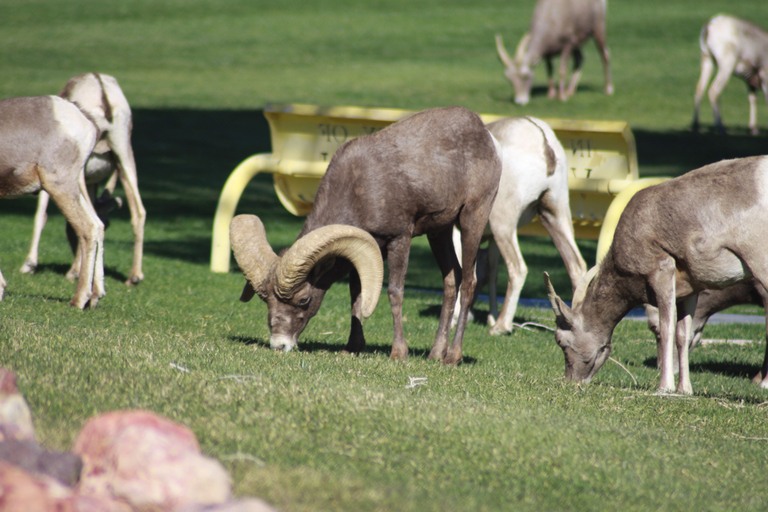 Las Vegas: Hoover Dam &amp; Valley of Fire Dagstur med brunch