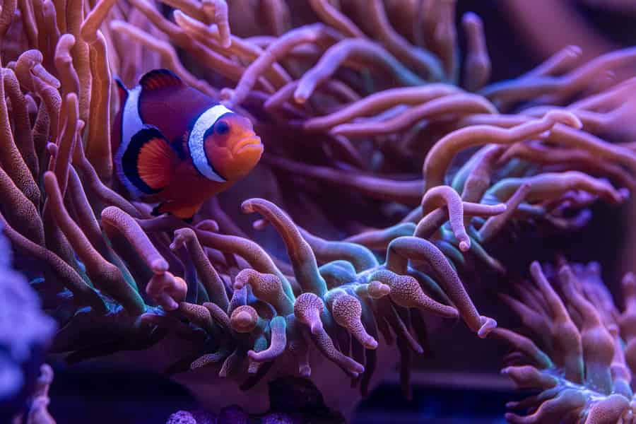Ticket für das New York Aquarium. Foto: GetYourGuide Ticket für das New York Aquarium. Foto: GetYourGuide