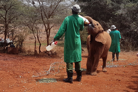 Von Nairobi aus: David Sheldrick Elefantenwaisenhaus Tour