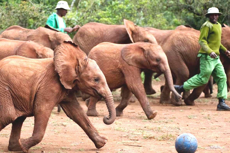 Von Nairobi aus: David Sheldrick Elefantenwaisenhaus Tour