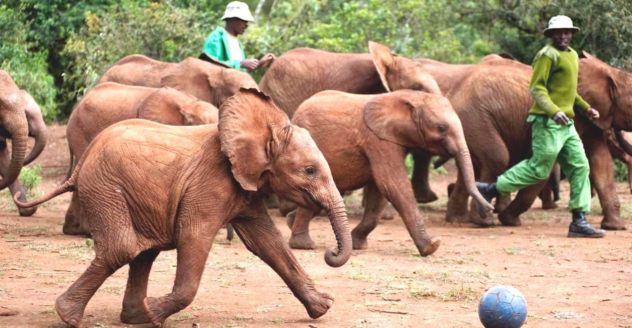Nairobi, Elephant Orphanage and Zürafa Center Day Trip yakınlarında yapılacak şeyler - Hizvo