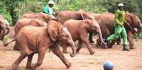Von Nairobi, Elefant Waisenhaus und Giraffe Center Tagesausflug - Hizvo
