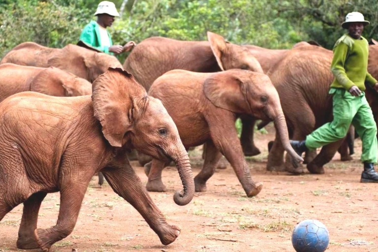 Z Nairobi: jednodniowa wycieczka do sierocińca słoni i centrum żyrafSierociniec słoni, żyrafy, koraliki Kazuri i Bomas z Kenii