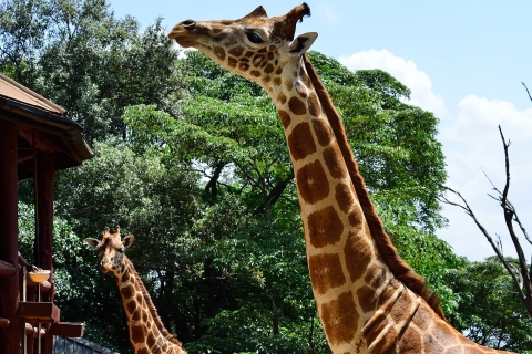 Ab Nairobi: Elefanten-Waisenhaus & Giraffenzentrum TagestourElefanten-Waisenhaus, Giraffen, Kazuri & Karen Blixen Museum