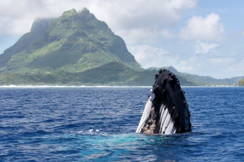 Private Whale-Watching and Swimming Tour in Bora Bora