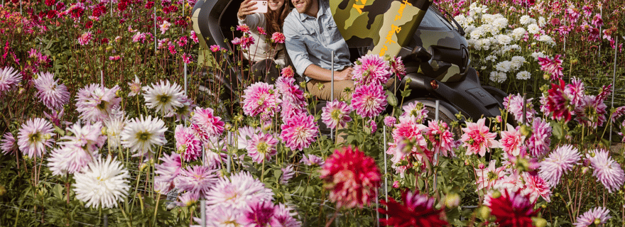 Lisse : Visite guidée GPS des fleurs d'été en voiture