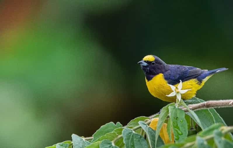 Tour A Pie De Observaci N De Aves Urbanas En Iquitos Getyourguide