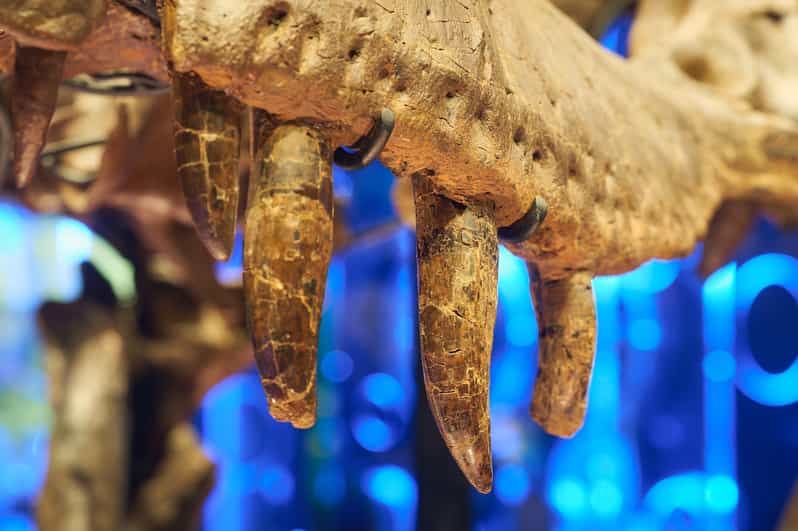 Museo de Melbourne Victoria the T. Rex Exhibition Ticket de entrada GetYourGuide