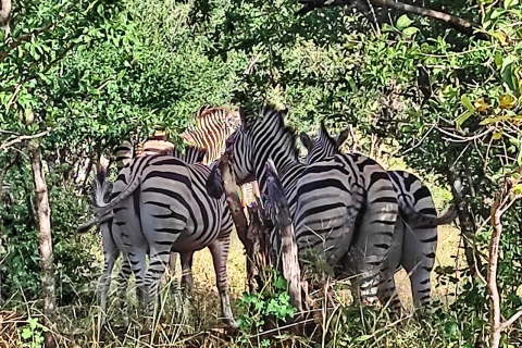 Victoria Falls: Zambezi National Park Safari (Copy of) Group Tour