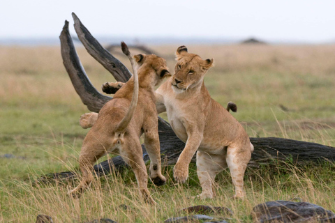 Z Nairobi: 3-dniowe safari w Parku Narodowym Amboseli