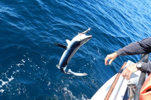 Au départ de San Leone : Expérience privée de pêche au thon rouge