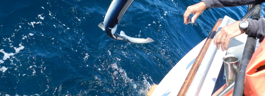 Au départ de San Leone : Expérience privée de pêche au thon rouge