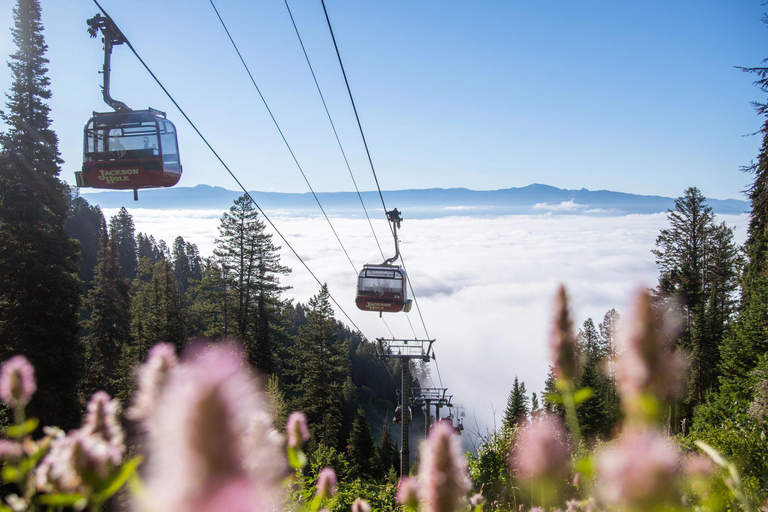 Jackson Hole: Aerial Tram and Gondolas Sightseeing Aerial Tram Only - Early Summer 2026