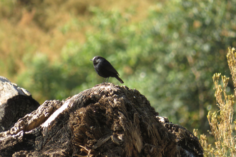 Addis Ababa: 8-Day Bale Mountains Birdwatching Tour