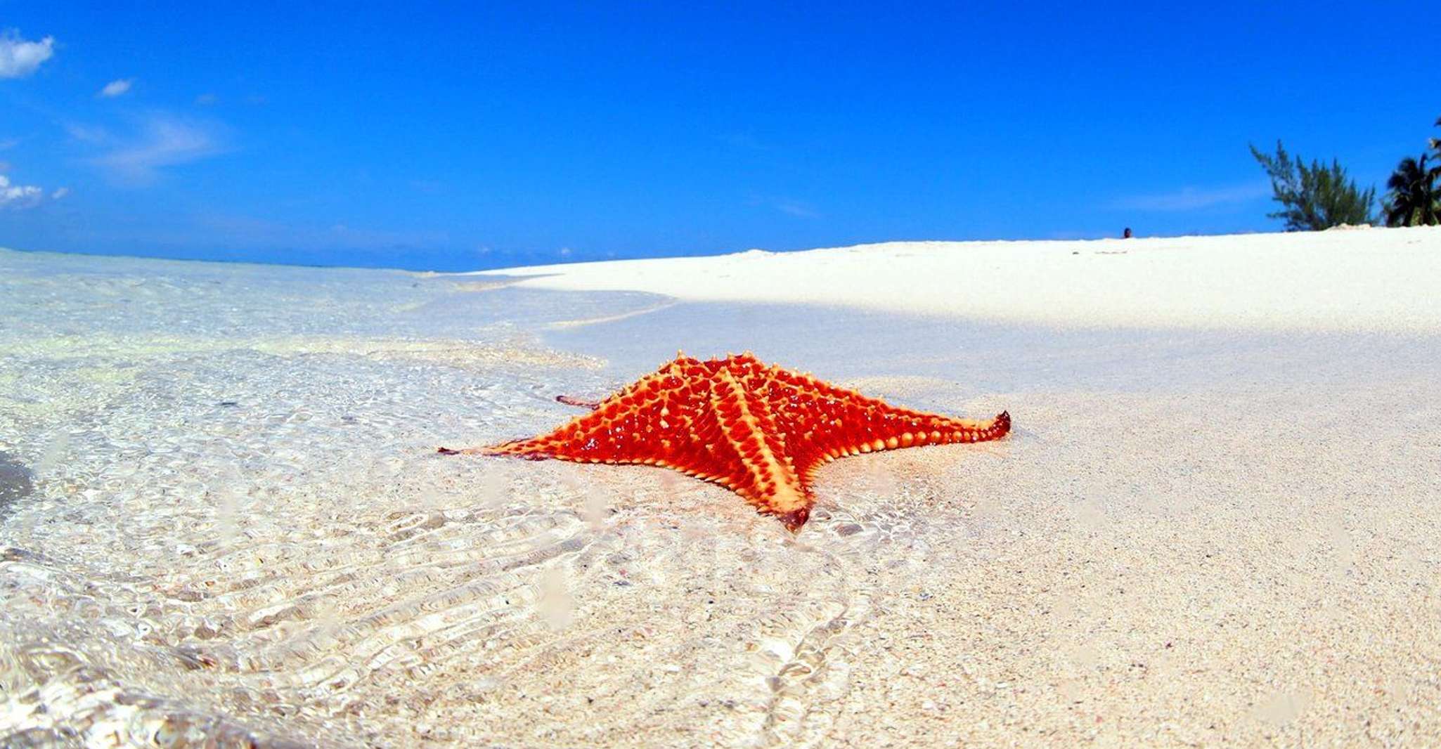 Von George Town, Grand Cayman Führung mit Botanischer Park - Hizvo