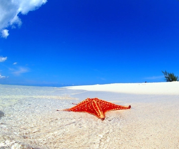 George Town: Starfish Point Beach Guided Tour with Transfer