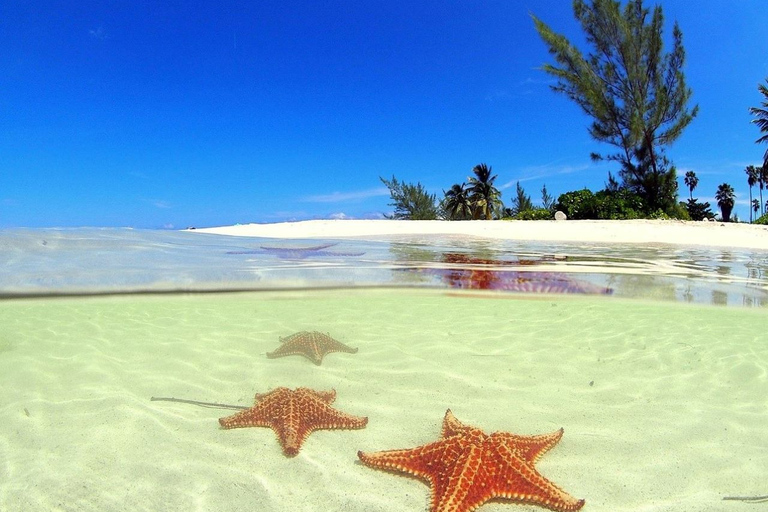 George Town: Wycieczka z przewodnikiem po plaży Starfish Point z transferem