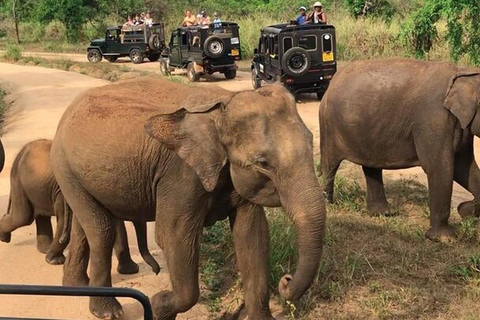Pasikuda: Polonnaruwa Ruins & Hurulu Eco Park Safari Without Ticket