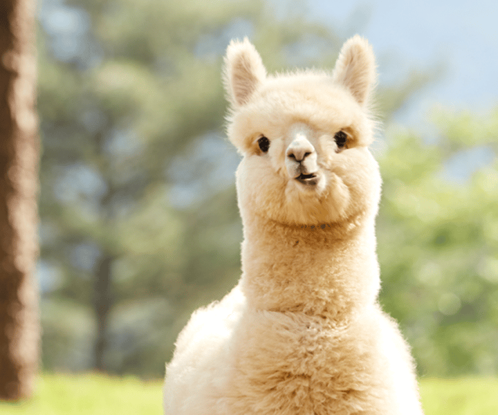 Сеул: однодневная поездка в Канвондо с Alpaca World и островом Нами