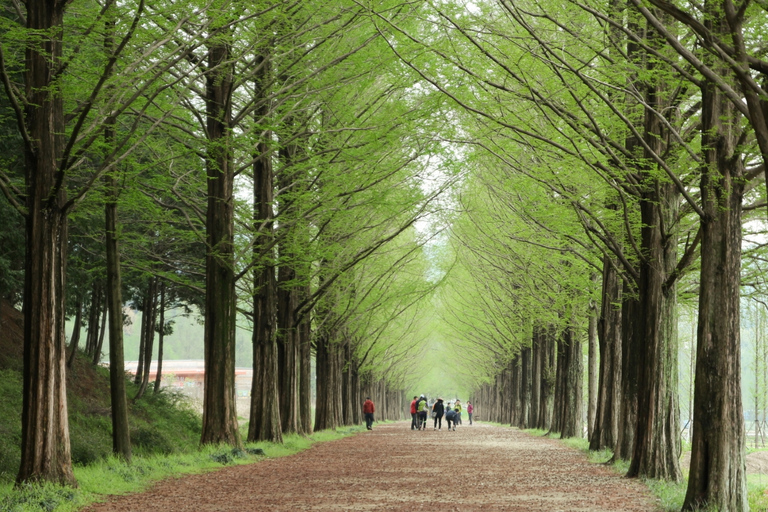 Seul: 1-dniowa wycieczka do Gangwon-do z Alpaca World i wyspą NamiWycieczka grupowa do ogrodu z Myengdong