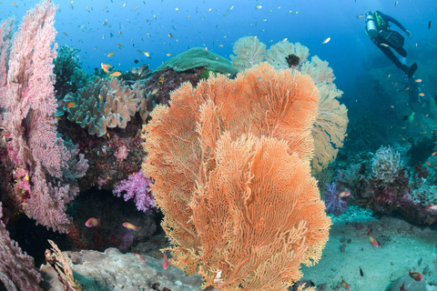 Desde Khao Lak Excursión de buceo a las Islas Similan