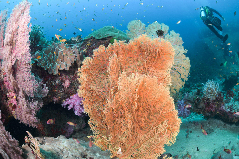 Z Khao Lak: Wycieczka nurkowa na Wyspy Similan