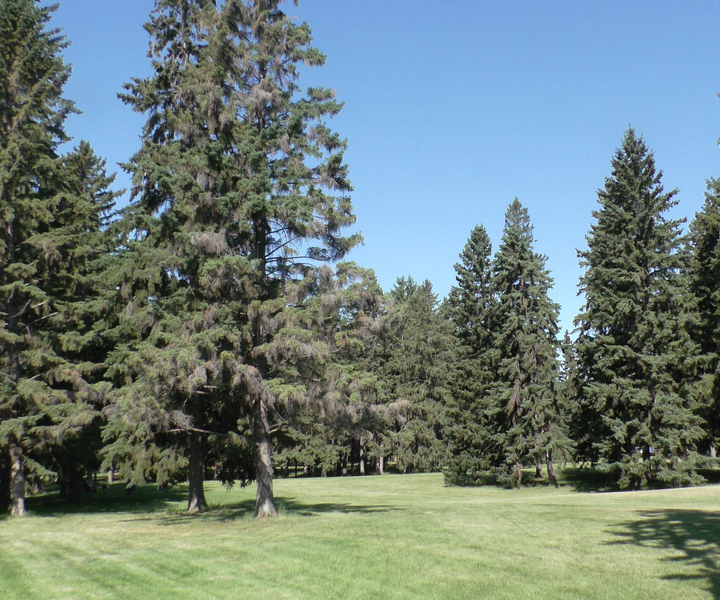 Saskatoon: Birdwatching Tour in President Murray Park
