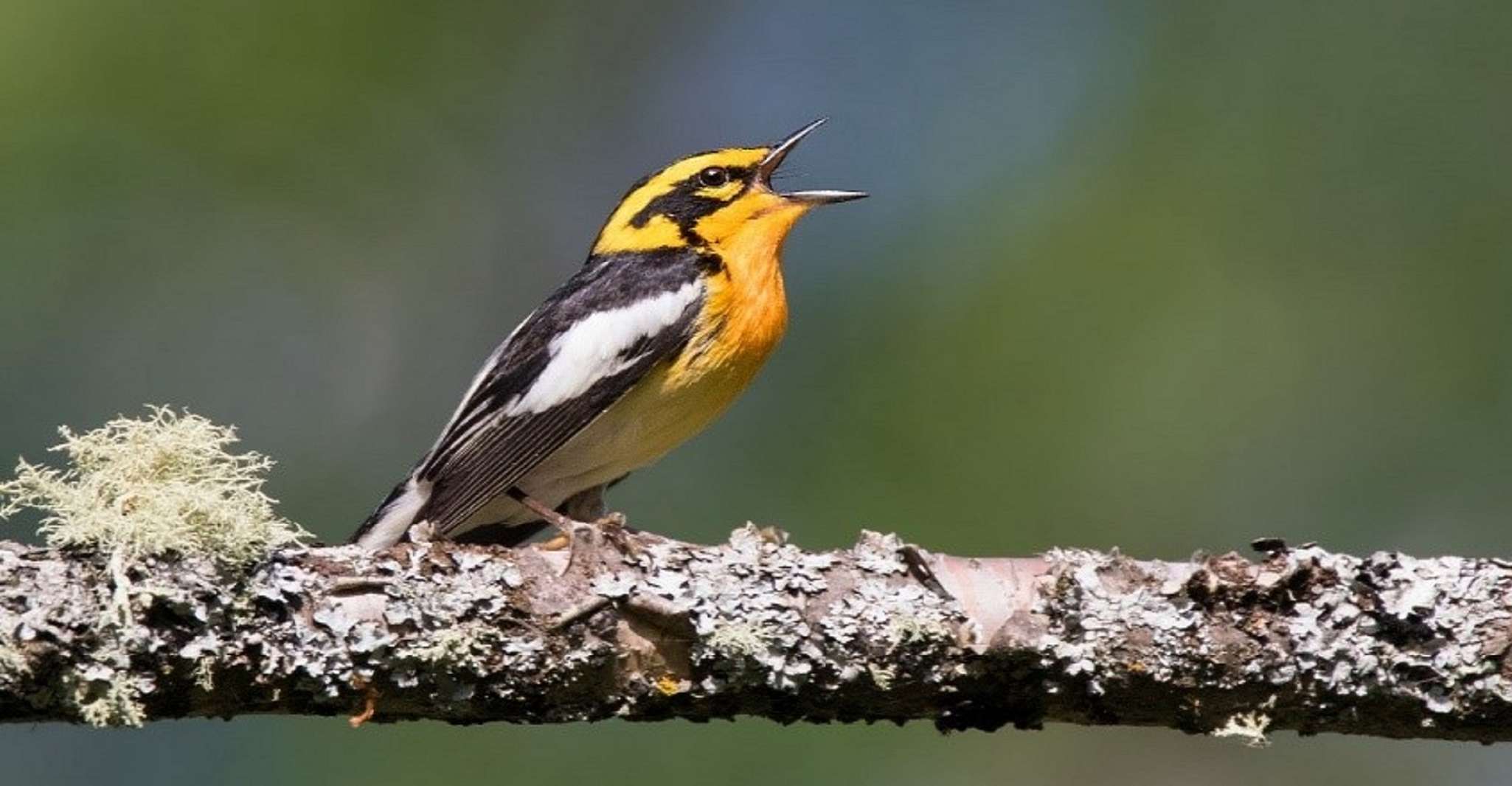 Saskatoon, Birdwatching Tour in President Murray Park - Housity