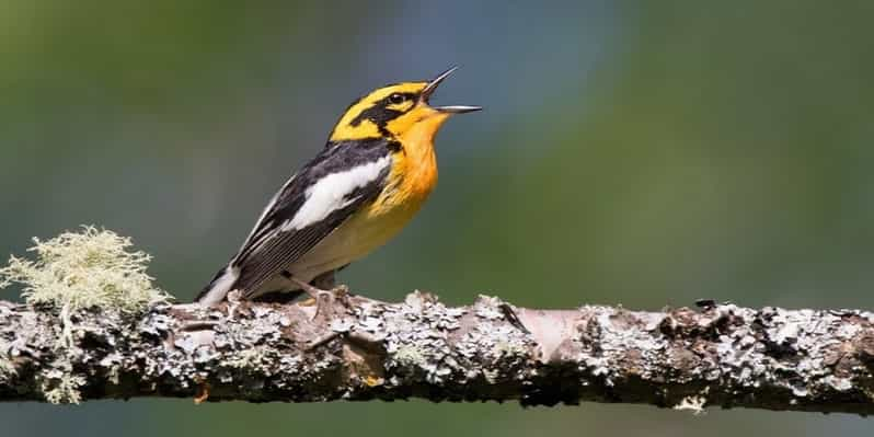 Saskatoon: Birdwatching Tour in President Murray Park | GetYourGuide