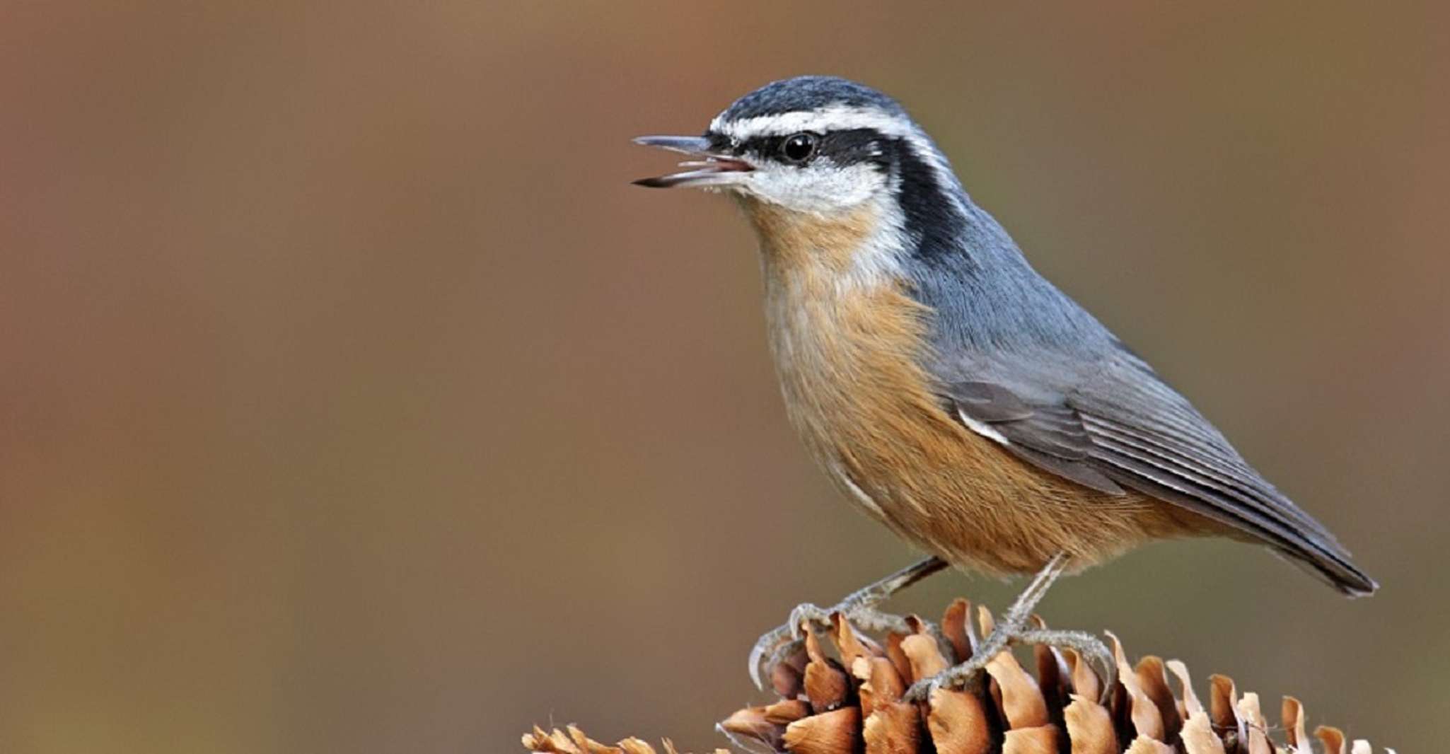 Saskatoon, Birdwatching Tour in President Murray Park - Housity