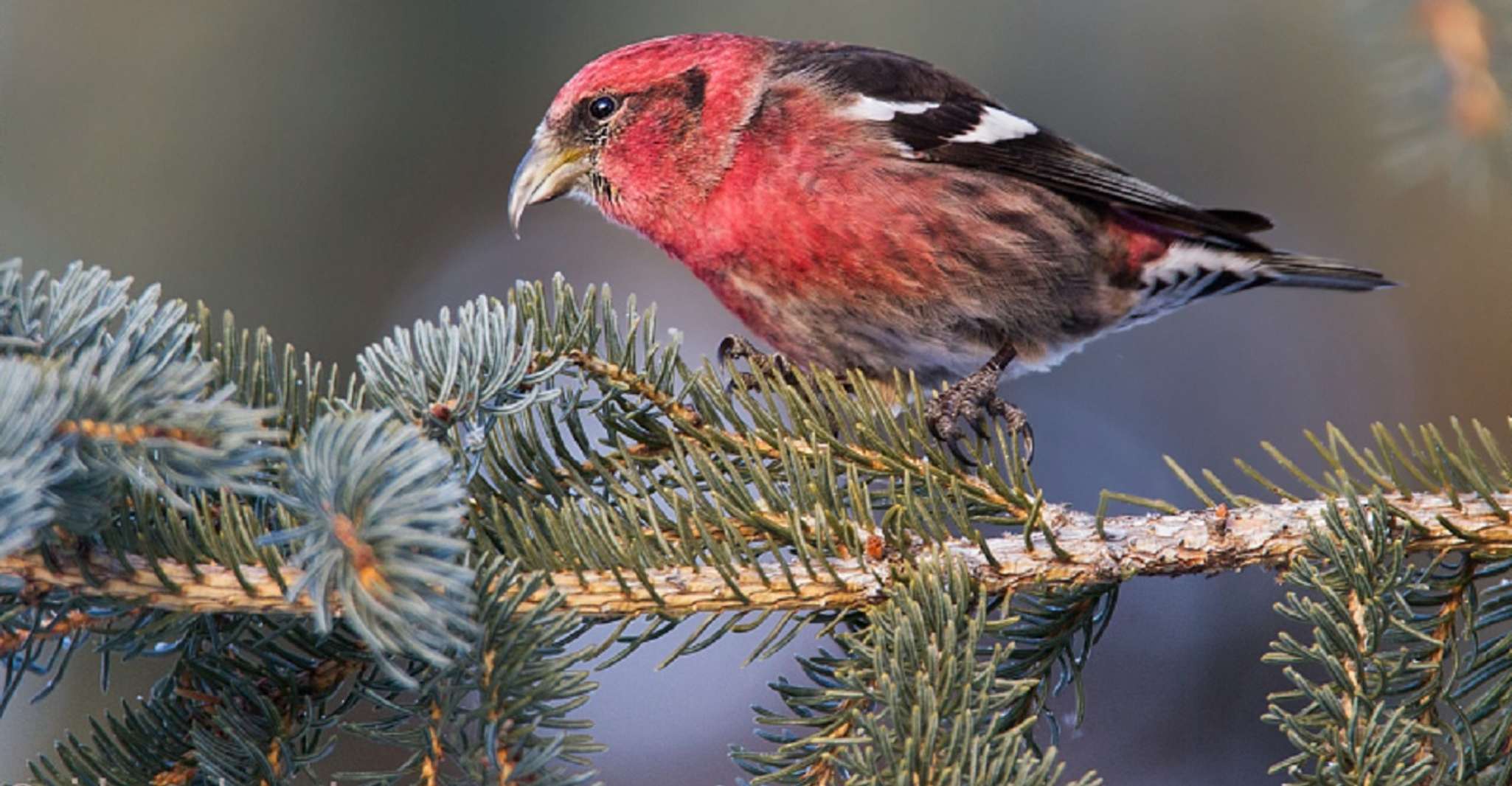 Saskatoon, Birdwatching Tour in President Murray Park - Housity