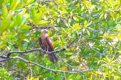 Ko Lanta: tour de manglares para grupos pequeños en bote de cola larga