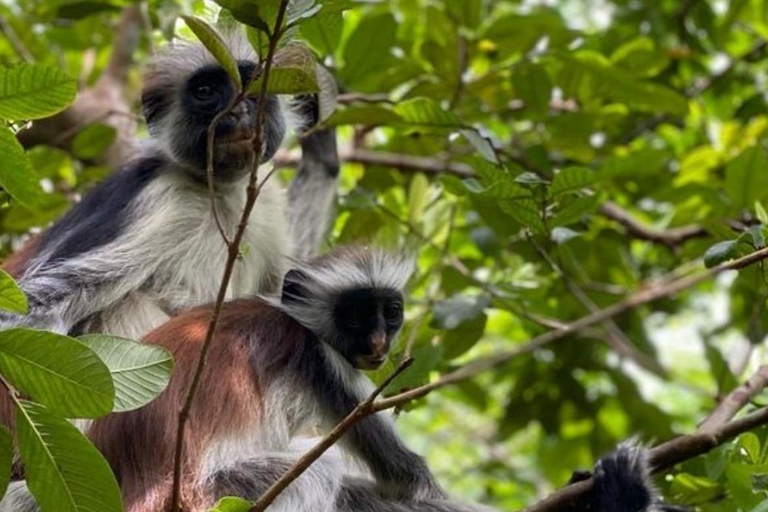 Zanzibar: Excursão à Floresta Jozani e Natação na Caverna Kuza