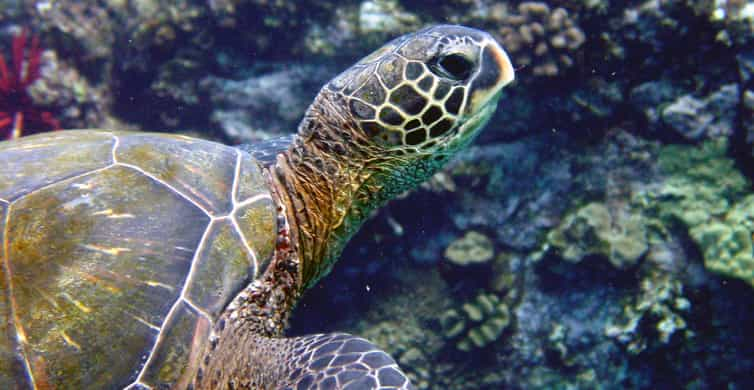 Kihei Experiencia Combinada De Kayak Snorkel Y Surf Getyourguide