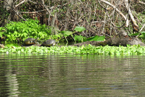 Orlando: Small Group Rock Springs Run Kayak Tour Orlando: Rock Springs Run Kayak Tour with Picnic Lunch