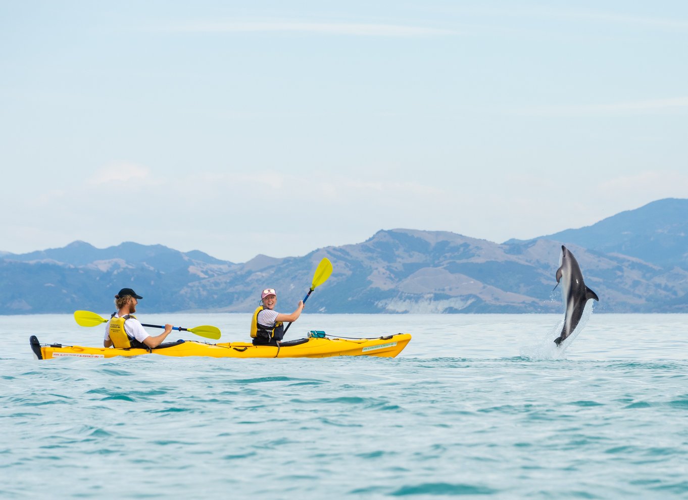 Kaikoura: Halvdagstur i kajak med vilde dyr