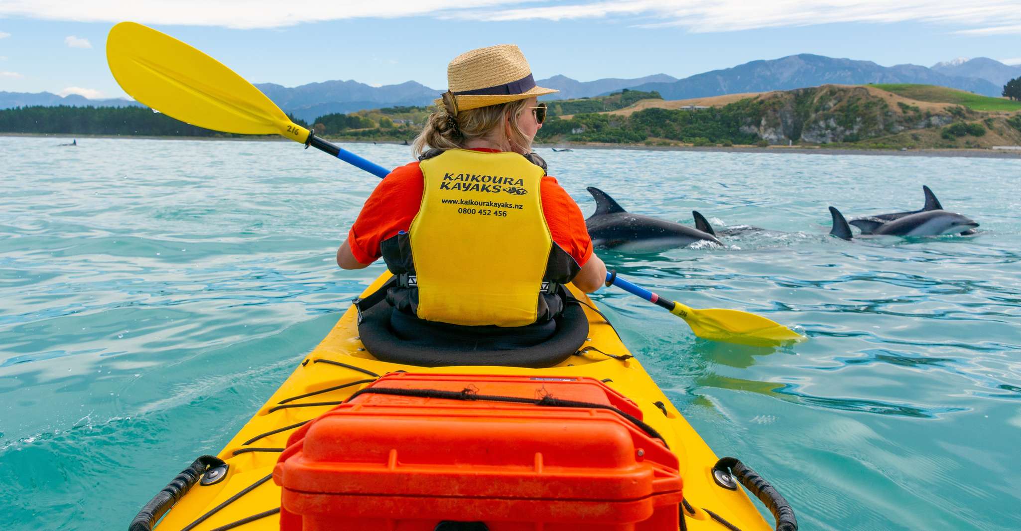 Kaikoura, Half-Day Wildlife Kayaking Tour - Housity