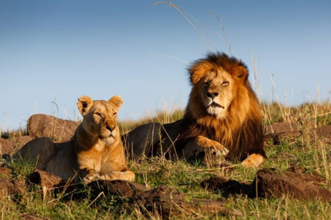 3 dni 2 noce Masai Mara Private Safari budżetowy Landcruiser